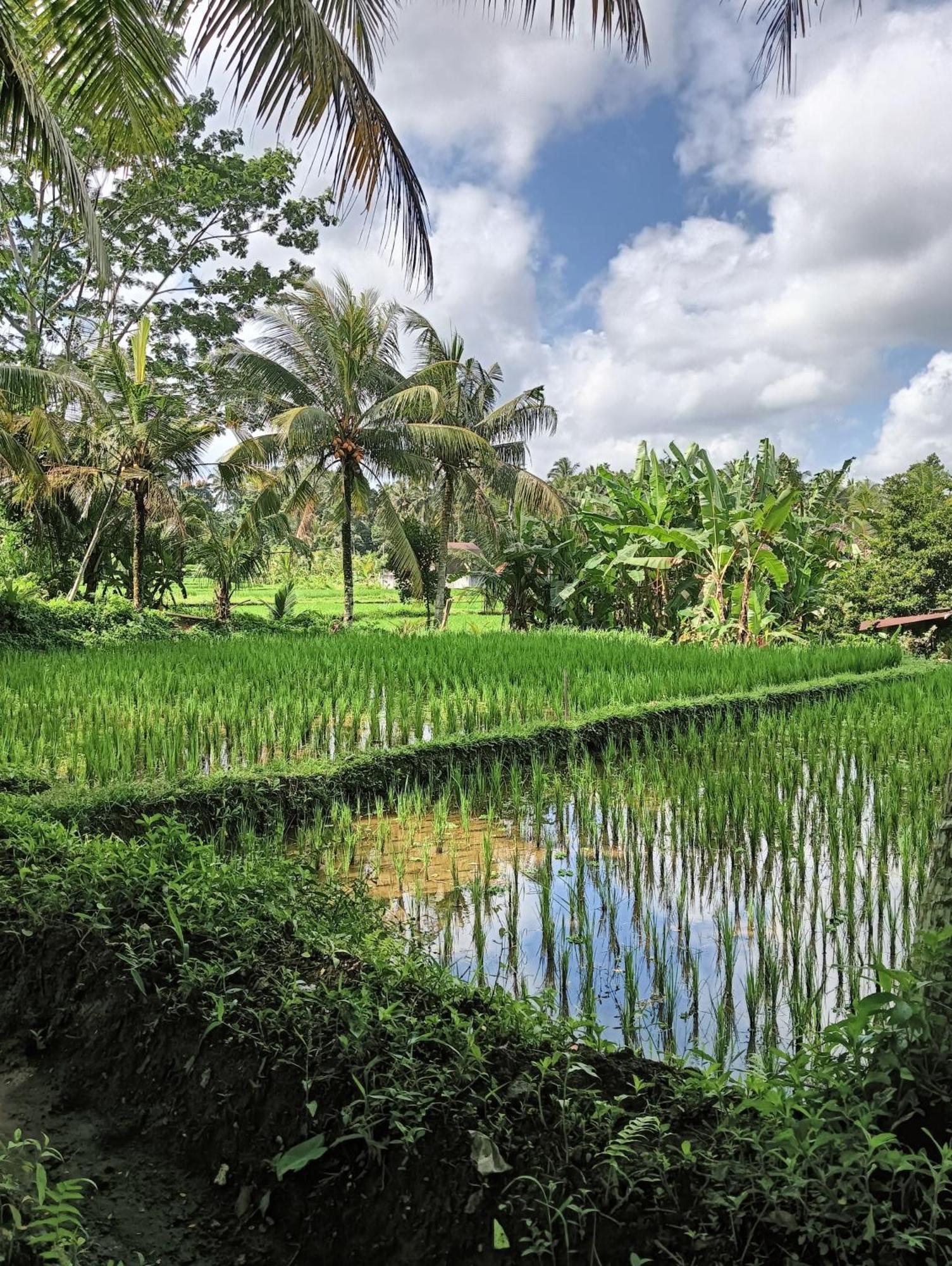 Rumah Guci Ubud Esterno foto